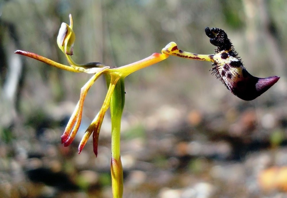 This incredibly rare orchid survives by making male beetles horny