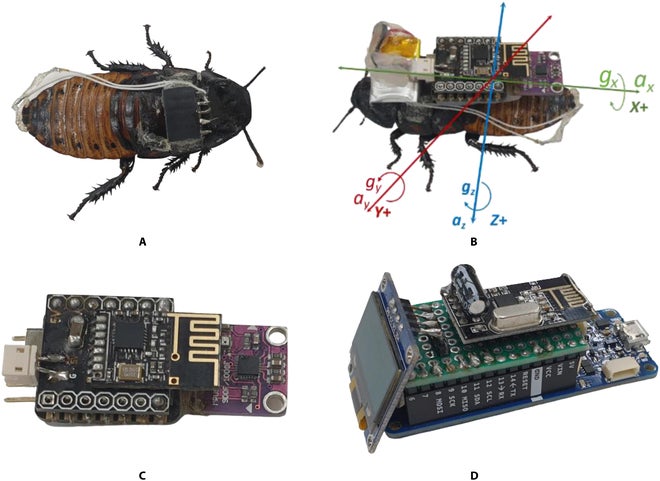 Cyborg cockroaches could one day scurry to your rescue