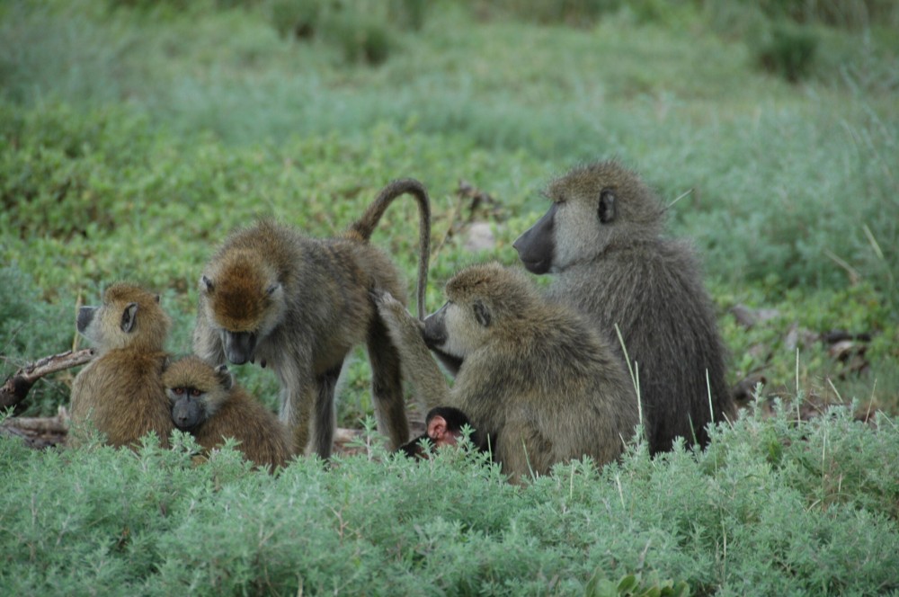 Baboons can recover from childhood trauma with a little help from their friends