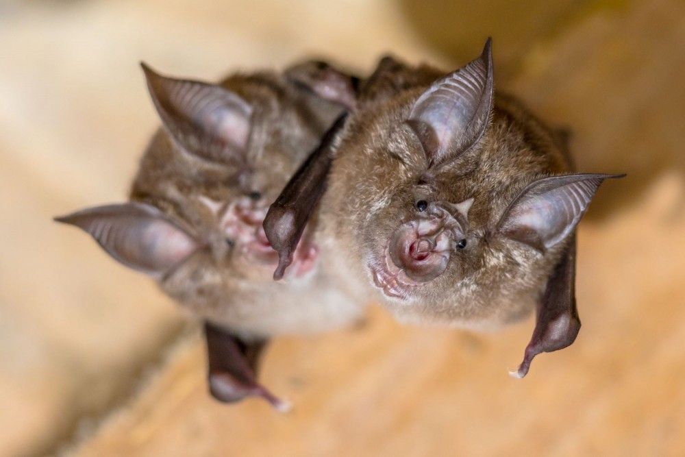 How echolocation lets bats, dolphins, and even people navigate by sound