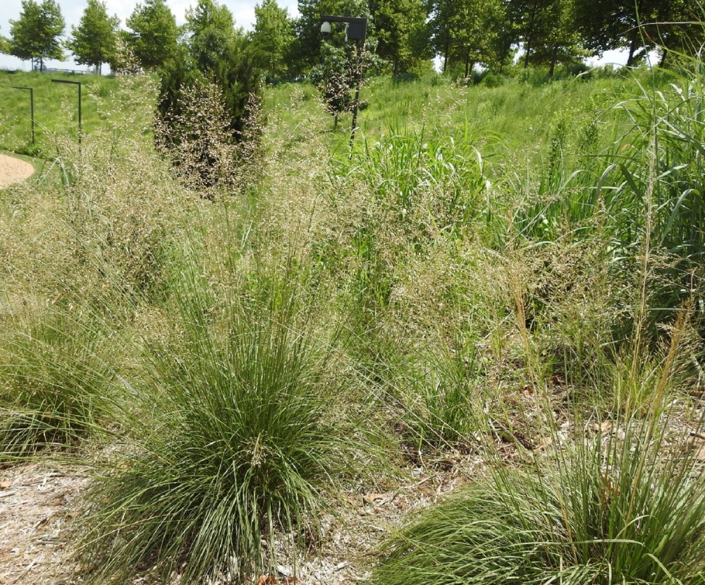 9 native grasses that will revitalize your sad, water-wasting lawn