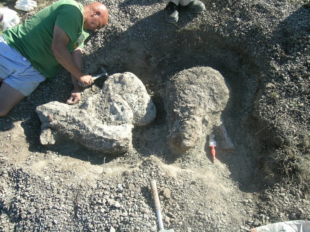 This tiger-sized, saber-toothed, rhino-skinned predator thrived before the ‘Great Dying’