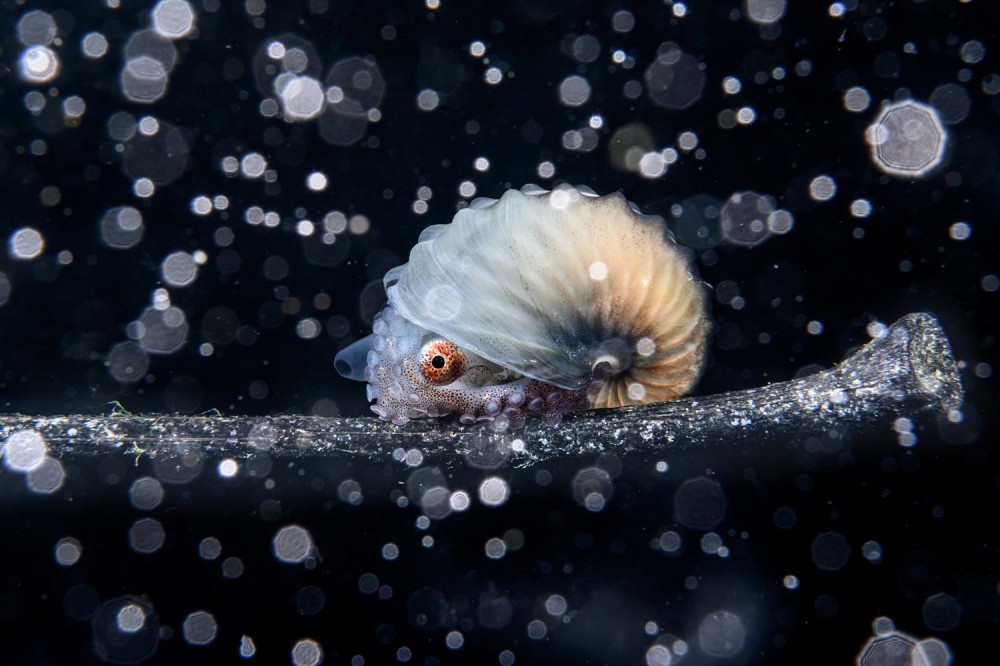 Sea the beauty of the world’s oceans with these 12 award-worthy photos