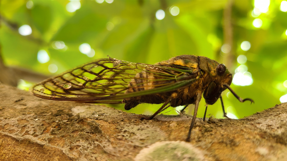 Cicadas pee in jet streams like bigger animals