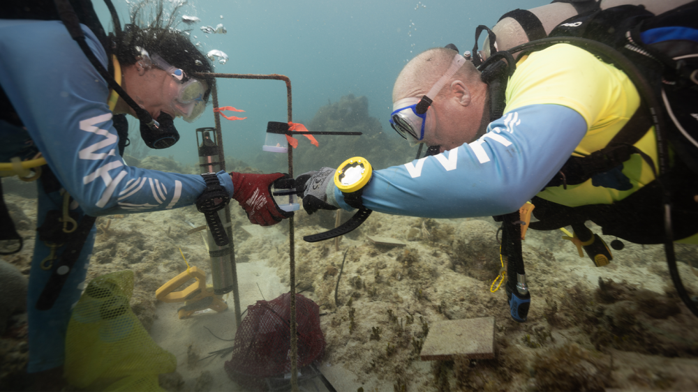 Healthy reef soundscapes can help degraded coral reefs grow