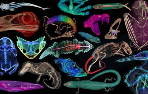 PHOTOS: Thousands of creatures CT scanned for scientific discovery, and you can see them all!