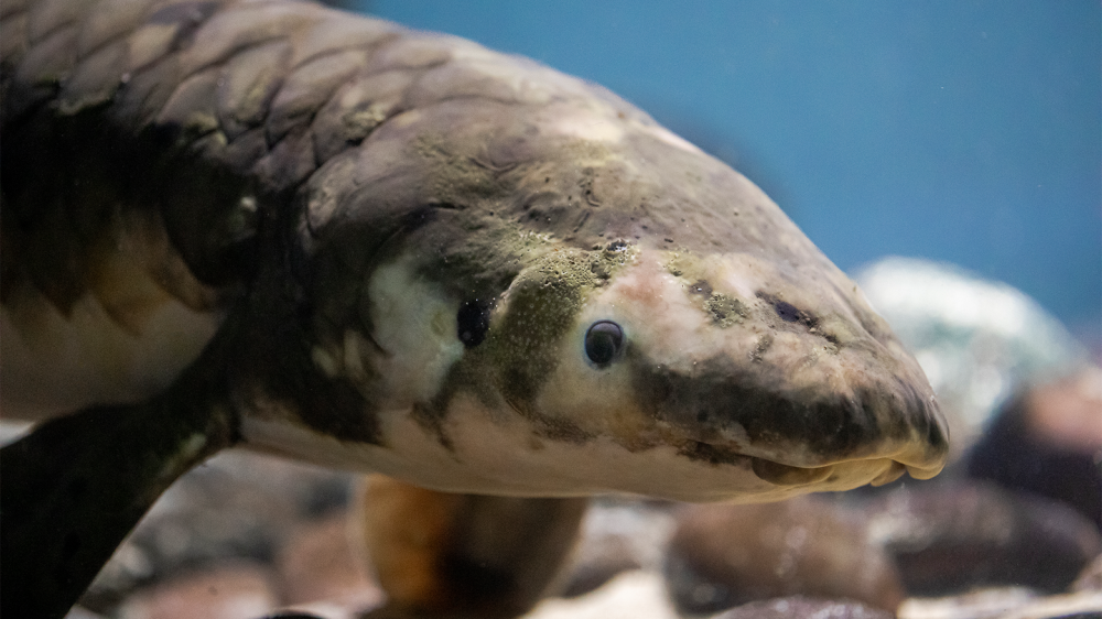 World’s oldest living aquarium fish could be 100 years young