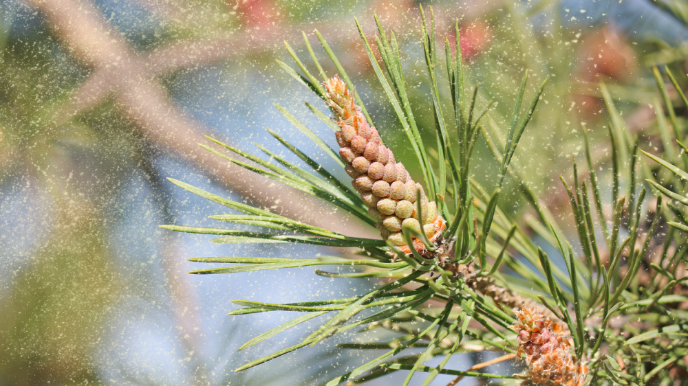 Pollen could hold clues to mysteries of early human migration