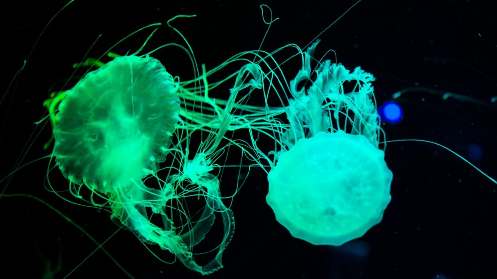 Jellyfish-inspired glowing dye can glom onto fingerprints at crime scenes