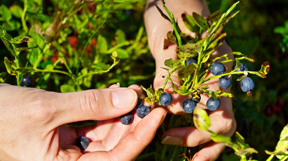 ADHD may have evolved to give us foraging superpowers